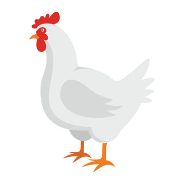 White chicken flat cartoon icon. hen vector illustration for design and web isolated on white background. White chicken vector object for labels, logos and advertising