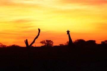 Giraffe Sunset