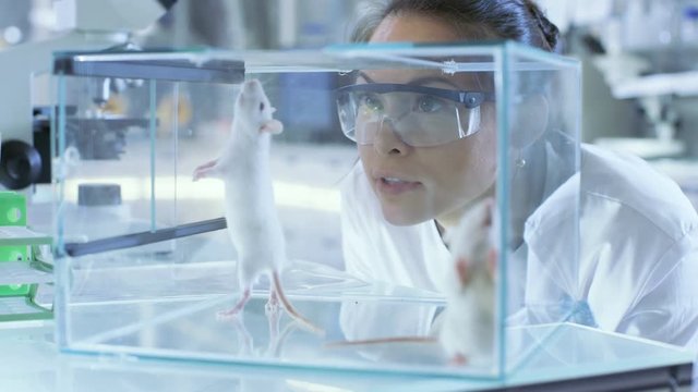 Medical Research Scientists Examines Laboratory Mice kept in a Glass Cage. She Works in a Light Laboratory. Shot on RED EPIC-W 8K Helium Cinema Camera.