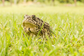 Frog in Grass