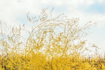 Yellow autumn grass in a field, close-up