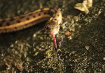Wandering Garter Snake