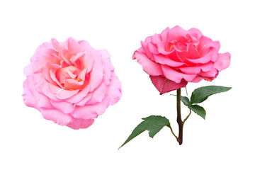 Set of pink roses isolated on white background with clipping path.