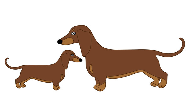 Vector Cute Dachshund with Puppy. Vector Sausage Dog. Dachshund Vector Illustration.