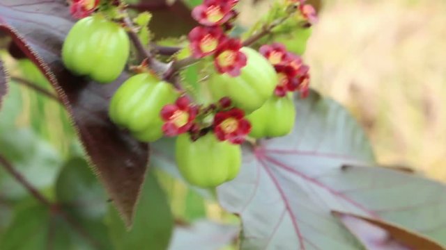 Jatropha fruit for distill bio diesel