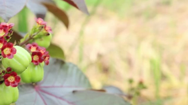 Jatropha fruit for distill bio diesel