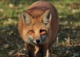 Red Fox Stalk