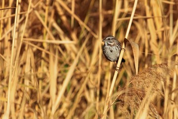 Song Sparrow in Reeds