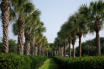 Fototapeta na wymiar Row of Palm Trees