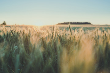 Harvest. Rye field in the evening sun