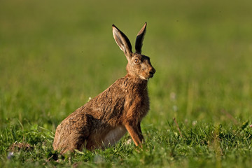 european hare, lepus europaeus, Czech republic