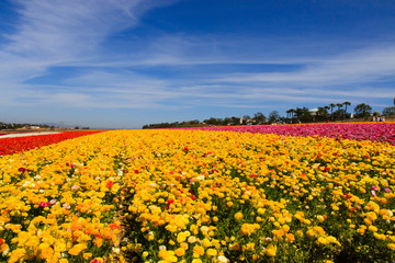 Fototapeta premium Yellow Flowers with Blue sky