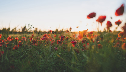 Fototapeta na wymiar Background. Red, wild poppies in the field