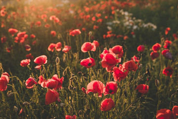 Fototapeta premium Background. Red, wild poppies in the field