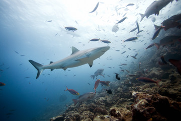  grey reef shark, carcharhinus amblyrhynchos,Beqa lagoon, Fiji