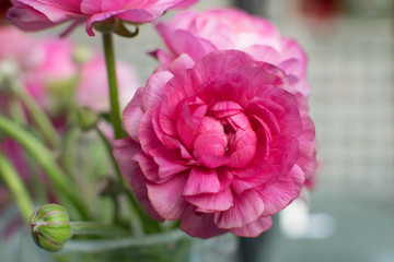 Pink Ranunculus Flowers