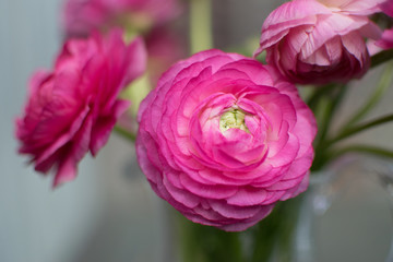 Pink ranunculus Flowers