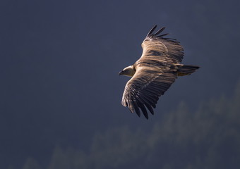 Griffon vulture flying, Drome provencale, France