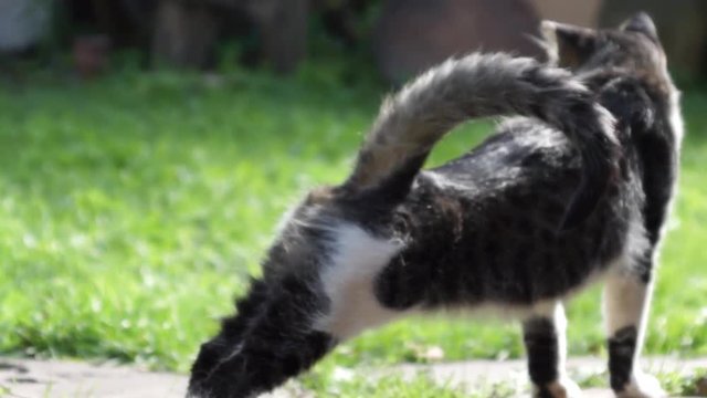 Kitty stretches and leaves