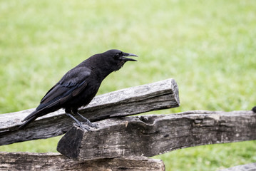 A Black Crow sitting on a wooden fence caws.