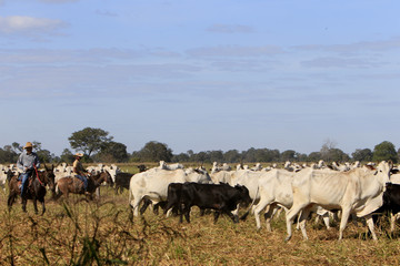 Fazenda de gado