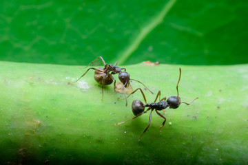 black ants on  tree