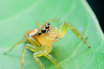 Jumping spider on leaf green background