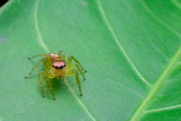 Jumping spider on leaf green background