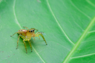 Jumping spider on leaf green background