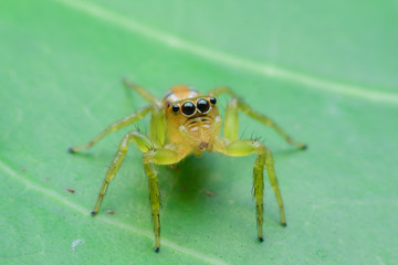 Jumping spider on leaf green background