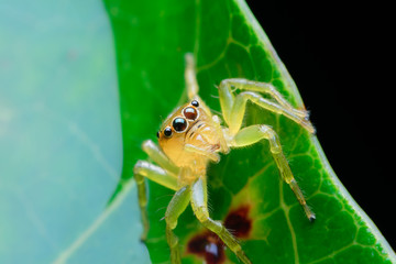 Jumping spider on leaf green background