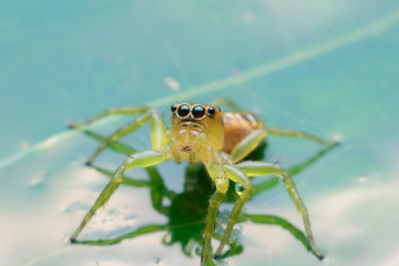 Jumping spider on leaf green background