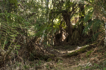 FLORESTA 