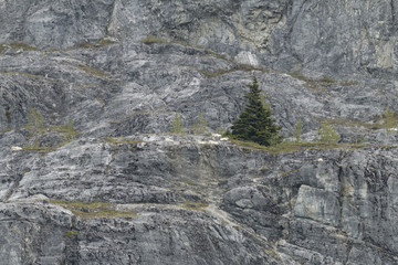 Mountain goats on Gloomy Knob