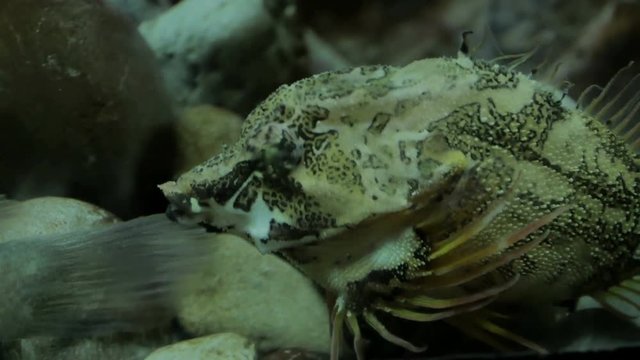Closeup macro portrait of a small mudskipper
