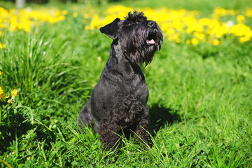 Black Miniature Schnauzer dog sitting on a green grass with yellow dandelions at sunny spring weather