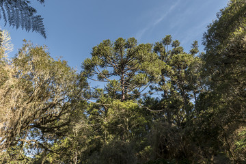 Obraz premium FLORESTA 