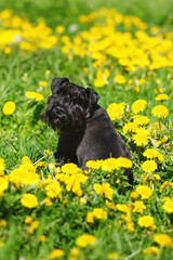 Black Miniature Schnauzer dog sitting on a green grass with yellow dandelions at sunny spring weather