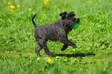 Black Miniature Schnauzer dog running on a green grass holding a green ball