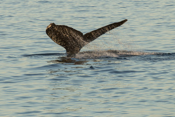 Fototapeta premium Humpback Whale fluke in Southeast Alaska