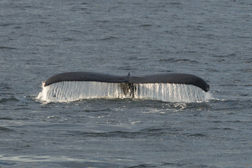 Humpback Whale fluke in Southeast Alaska