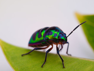 Rainbow shield bug , Insects..