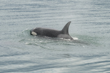 Orca in Glacier Bay National Park, Alaska