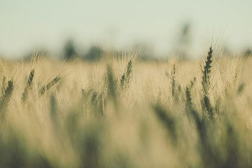 Harvest. Rye field in the evening sun