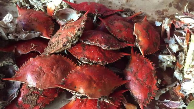 Pile of fresh crabs for lunch feast in shells ready to eat