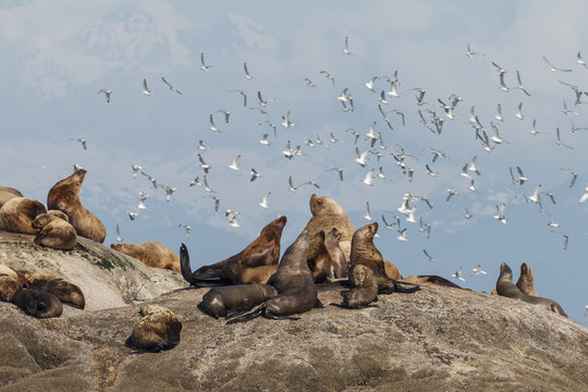 Steller's Sea Lions relaxing