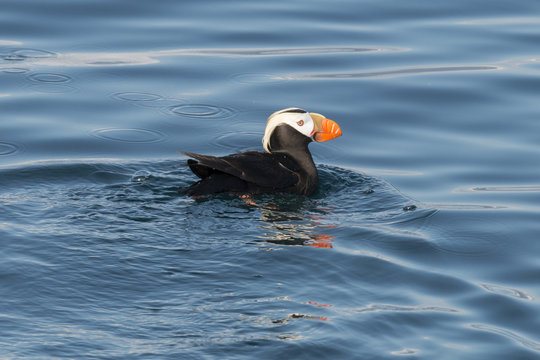 Tufted Puffin