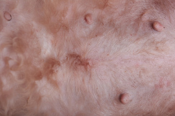 Dog skin with allergy