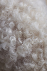 White animal fur