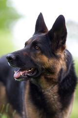 attentive german shepherd dog in training